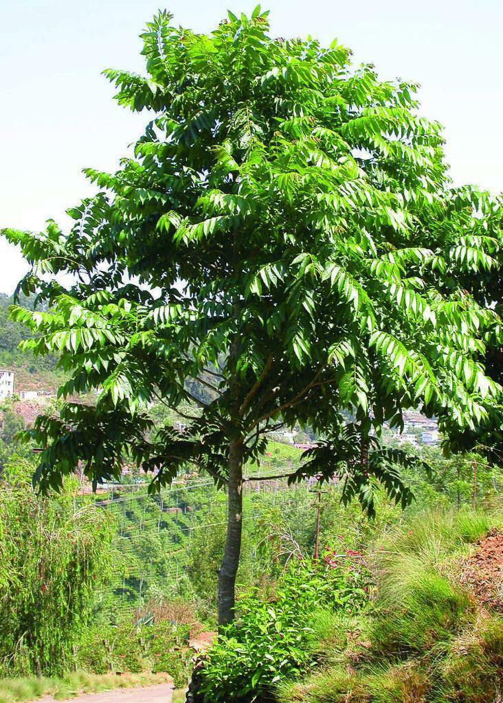 30 seeds Australian Red Cedar Tree