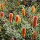 5 seeds Hairpin Banksia