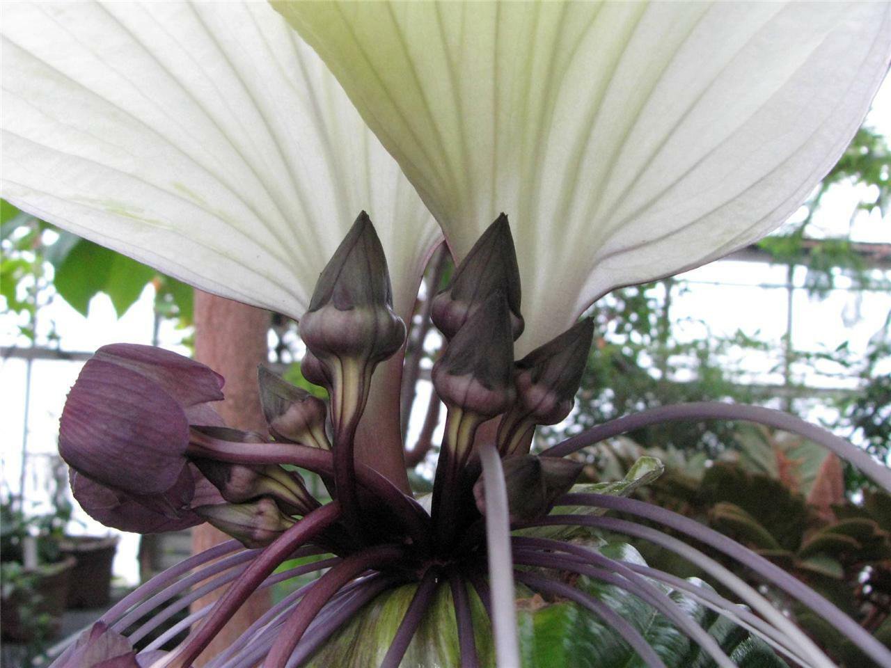 10 seeds White Bat Flower