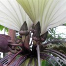 10 seeds White Bat Flower
