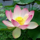 5 seeds Lotus Lily Pink