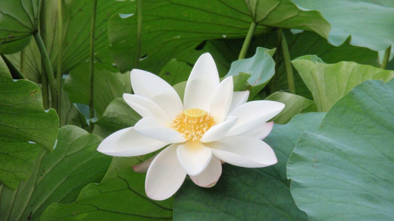 5 seeds Lotus Lily White