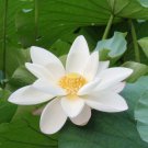 5 seeds Lotus Lily White
