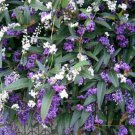 25 seeds Purple Coral Pea