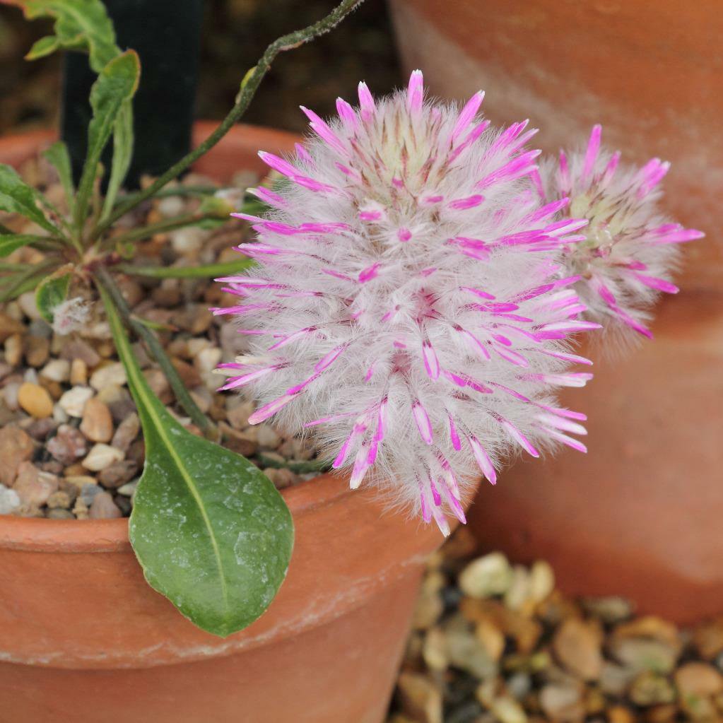 30 seeds Rose Tipped Mulla Mulla
