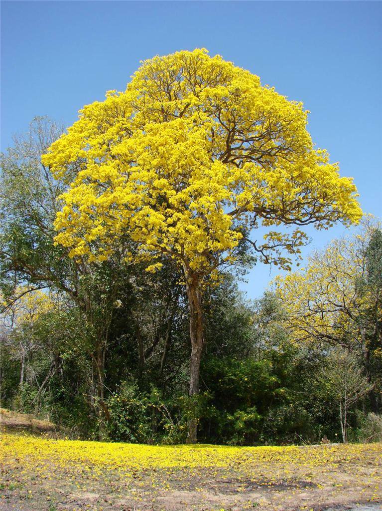 25 seeds Golden Goddess Tree