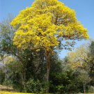 25 seeds Golden Goddess Tree