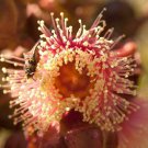 50 seeds Kingsmill's Mallee (Eucalyptus kingsmillii)