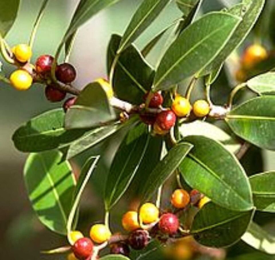 150 seeds Small Leaved Fig