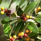 150 seeds Small Leaved Fig