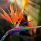 10 seeds Bird of Paradise (Strelitzia reginae)