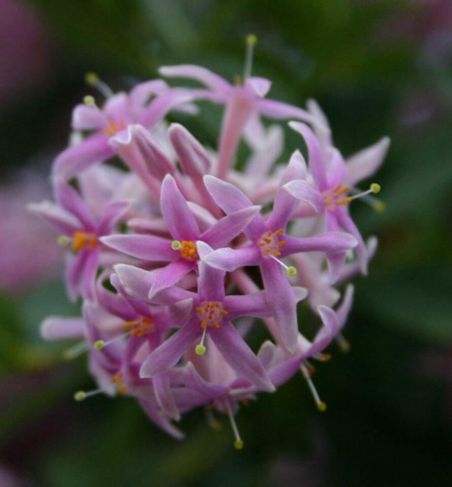 10 seeds Pompon Tree (Dais continifolia)