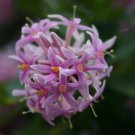 10 seeds Pompon Tree (Dais continifolia)
