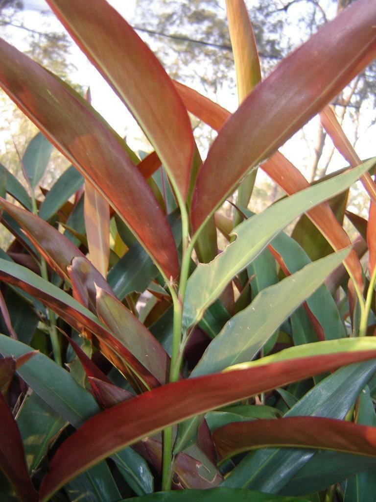 20 seeds Native Ginger 'red back' (Alpinia caerulea)