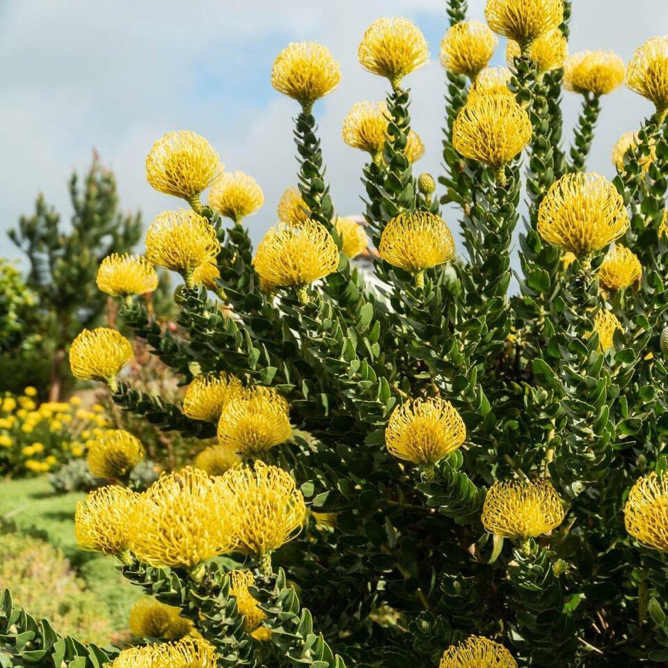 5 seeds Yellow Pincushion