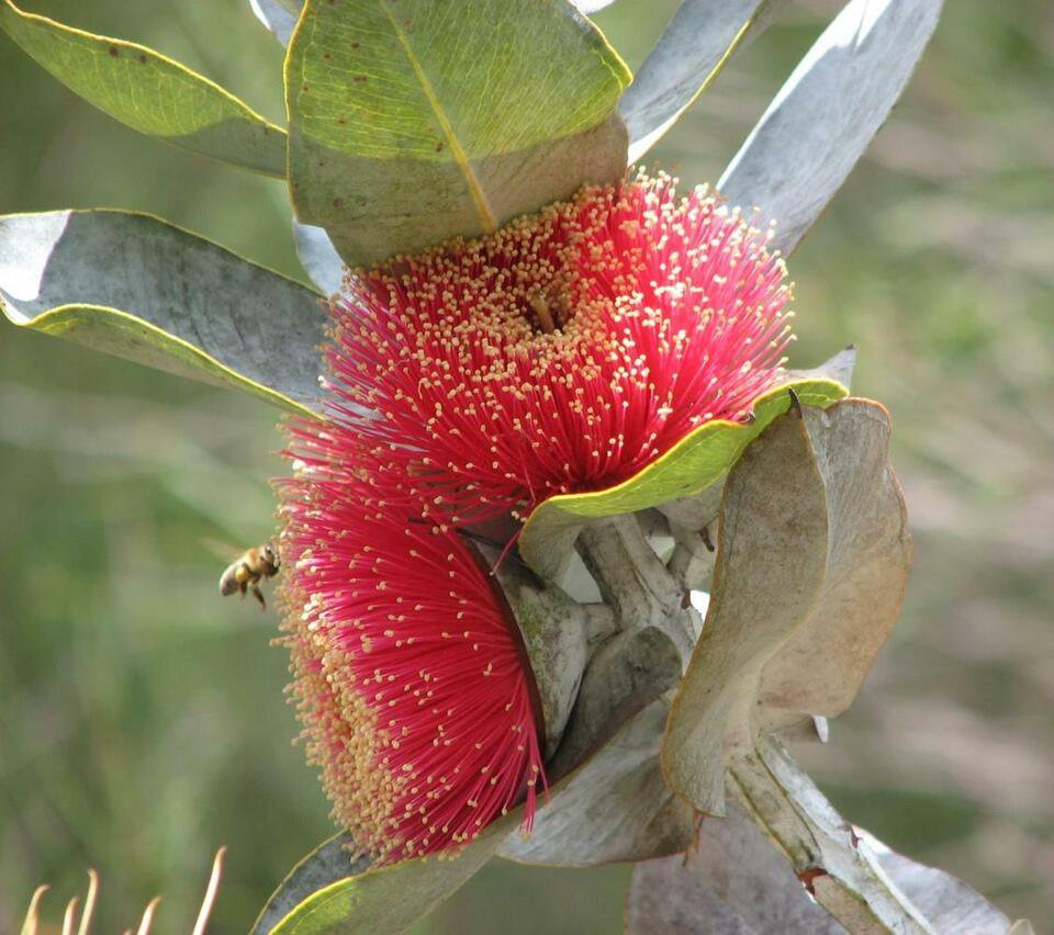 50 seeds Mottlecah ( Eucalyptus macrocarpa )