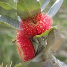 50 seeds Mottlecah ( Eucalyptus macrocarpa )
