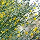20 seeds Rock Wattle (Acacia Rupicola)