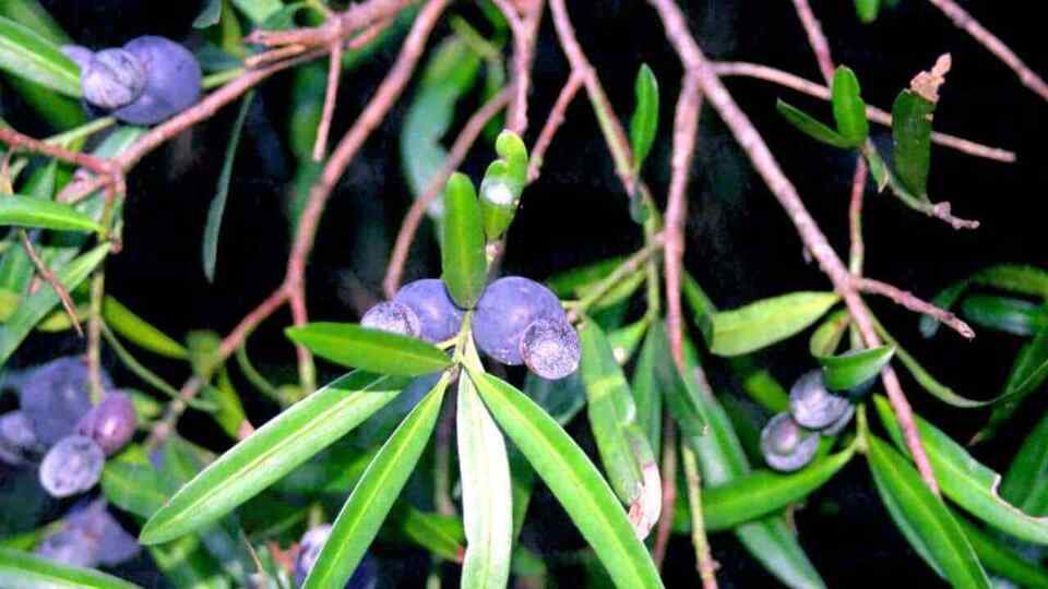 5 seeds Illawarra Plum Pine