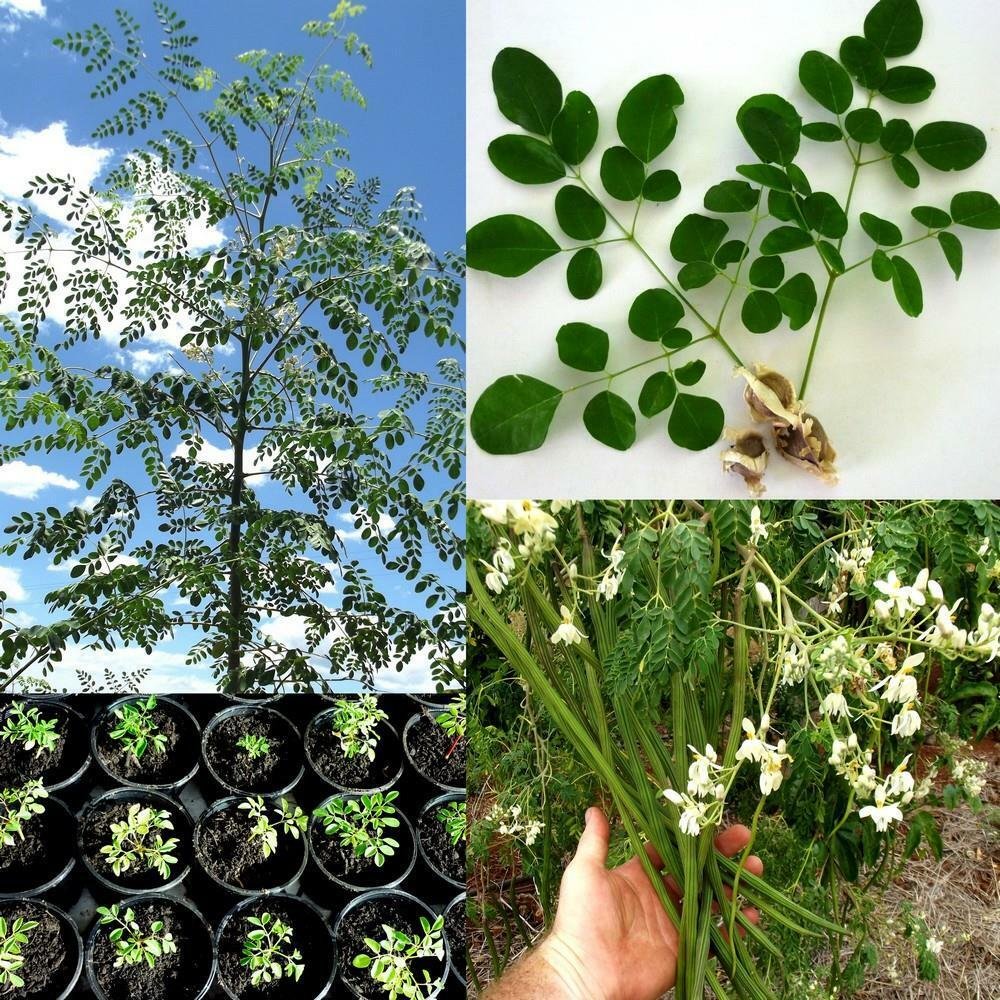 10 seeds Drumstick Tree 13