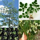 10 seeds Drumstick Tree 13