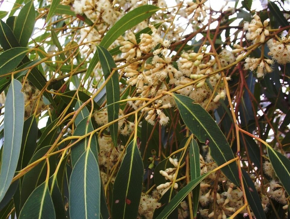 50 seeds Dwarf Sugar Gum (Eucalyptus cladocalyx nana)