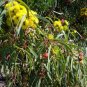 50 seeds Dwarf Sugar Gum (Eucalyptus cladocalyx nana)