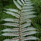 1000 spore NZ Silver Tree Fern