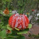 5 seeds Scarlet Banksia (Banksia coccinea)