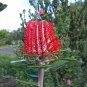 5 seeds Scarlet Banksia (Banksia coccinea)