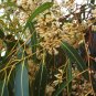 100 seeds Sugar Gum (Eucalyptus cladocalyx