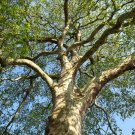 30 seeds London Plane Tree