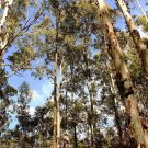 20 seeds Tasmanian Blue Gum