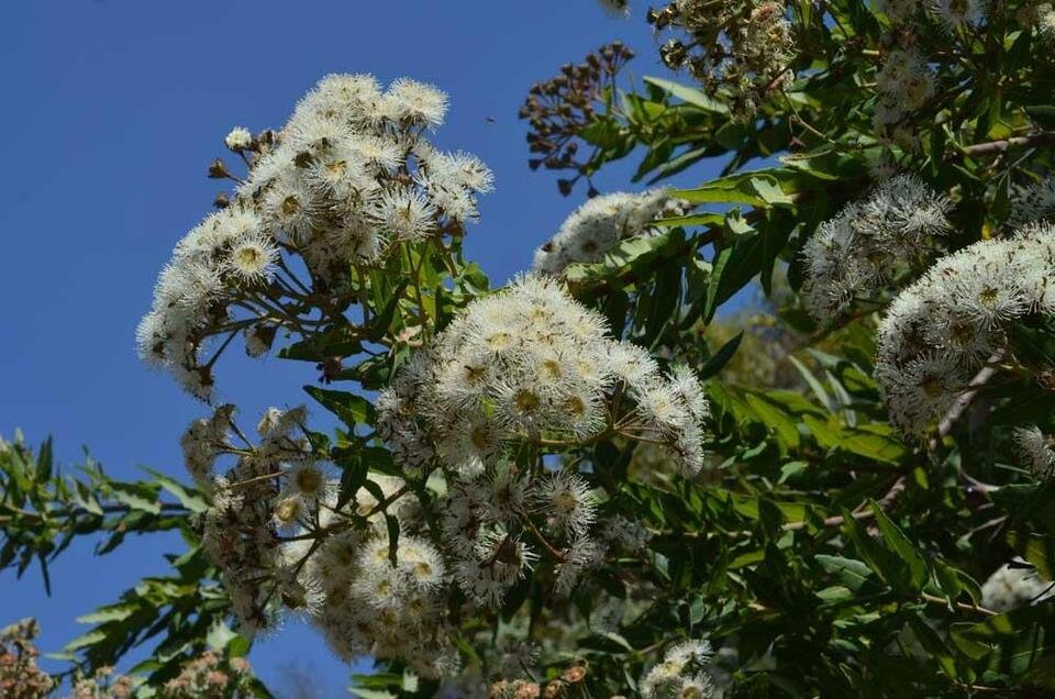 15 seeds Dwarf Apple Gum