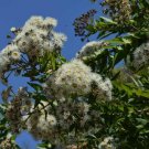 15 seeds Dwarf Apple Gum