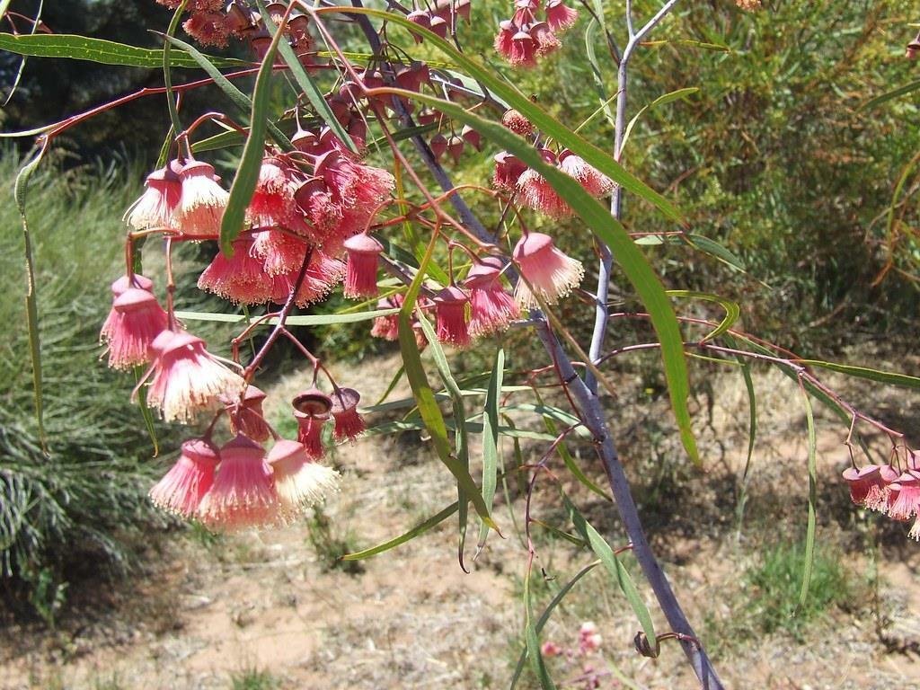 40 seeds Jingymia Mallee