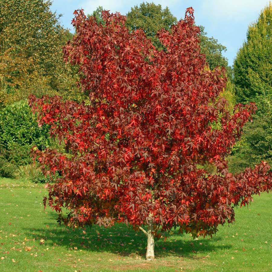 20 seeds Liquidamber (Styaciflua)