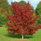 20 seeds Liquidamber (Styaciflua)