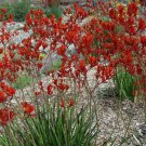 20 seeds Tall Red Kangaroo Paw