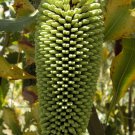 10 seeds Yellow Lantern Banksia
