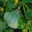 Sweet Meat Winter Squash 80 Seeds