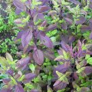 Red Leaf Holy Basil 5000 Seeds NON-GMO