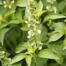 Lime Basil 2500 Seeds Hoary Basil