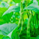 Kentucky Wonder POLE Green Bean 60 Seeds