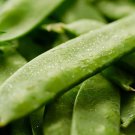 Mammoth Melting Sugar Snow Pea 200 Seeds, NON-GMO