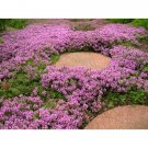 Dwarf Creeping Thyme 7000 Seeds