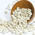 Great Northern Bean 600 Seeds, NON-GMO