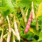 100 seeds Pinto Bean NON-GMO Dry Shelling Speckled Bean