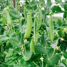 1200 seeds Alaska Pea NON-GMO Shelling Pea Heirloom