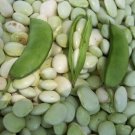 1000 seeds White Dixie Butterpea NON-GMO 15